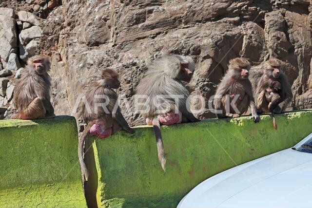 القرد في جبال المملكة العربية السعودية