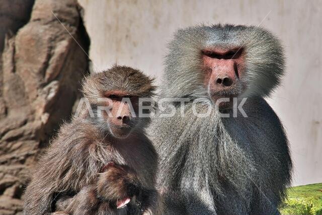 The monkey in mountains of Saudi Arabia