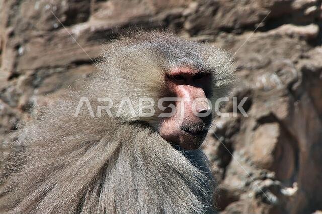 The monkey in mountains of Saudi Arabia