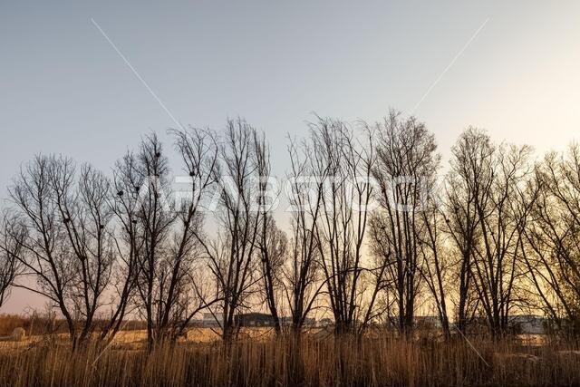 Silhouette of leafless trees in Saudi Arabia desert.
