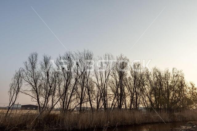 Silhouette of leafless trees in Saudi Arabia desert.