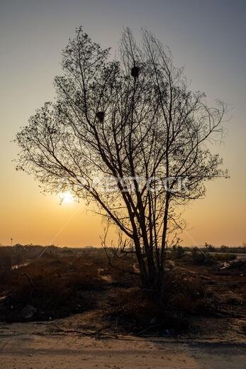 Silhouette of leafless trees in Saudi Arabia desert.