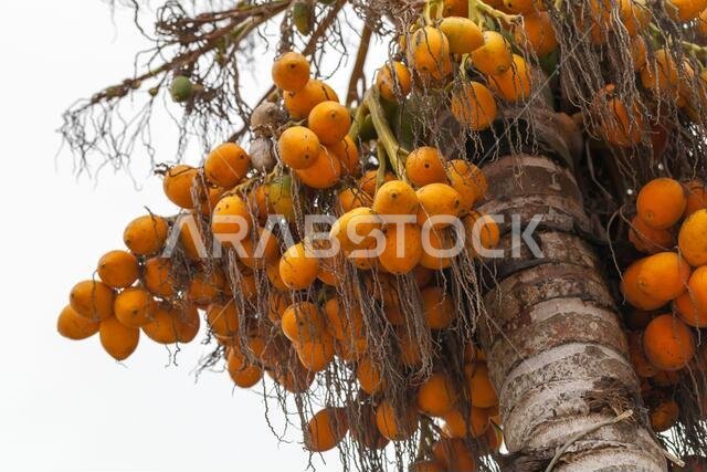Yellow dates grow on a palm tree, natural close-up photo