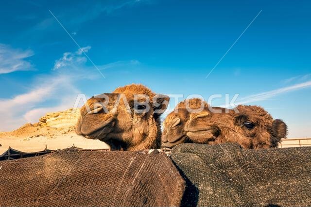 منظر طبيعي مع مجموعة من الجمال في صحراء السرار، المملكة العربية السعودية.