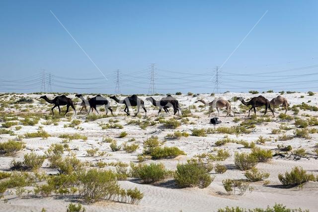 Group of Camels on desert near Al-Hasa, Saudi Arabia.