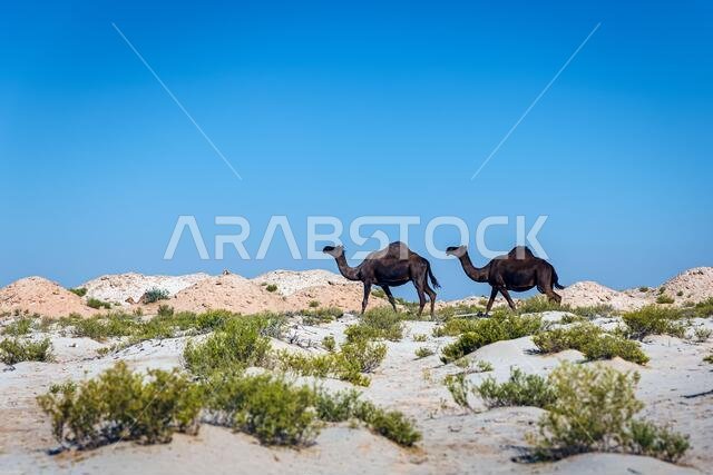 مجموعة من الجمال في الصحراء بالقرب من الأحساء، المملكة العربية السعودية.