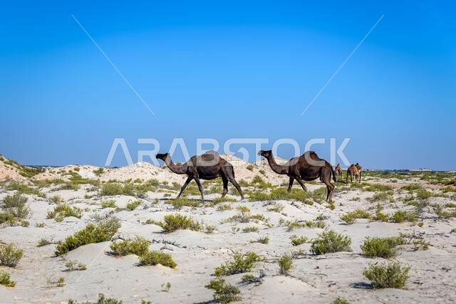 مجموعة من الجمال في الصحراء بالقرب من الأحساء، المملكة العربية السعودية.
