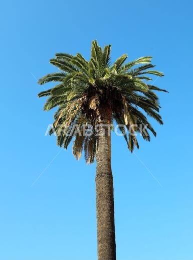 Big Green Palm tree and blue sky