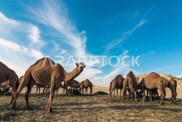 منظر طبيعي مع مجموعة من الجمال في صحراء السرار، المملكة العربية السعودية.