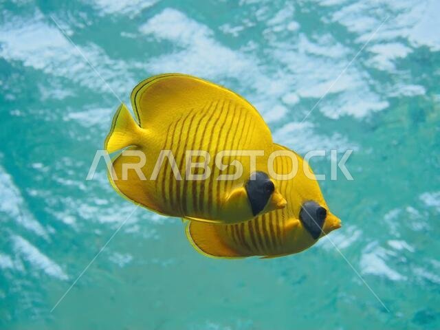 زوج من أسماك الفراشة ذات الخدين الأزرقين (Chaetodon semilarvatus) تسبح في المياه الصافية للبحر الأحمر، مصر