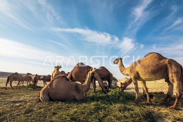 منظر طبيعي مع مجموعة من الجمال في صحراء السرار، المملكة العربية السعودية.