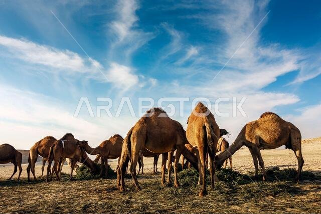 منظر طبيعي مع مجموعة من الجمال في صحراء السرار، المملكة العربية السعودية.