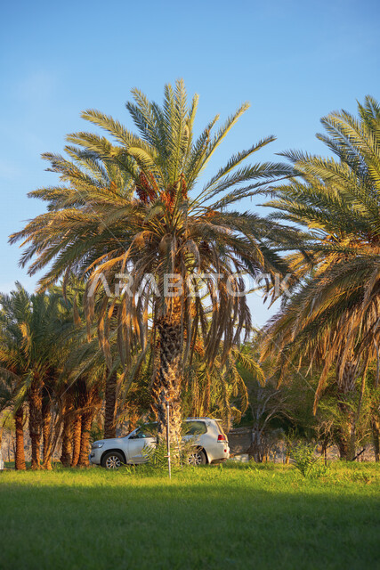 صورة جمالية لمزارع أشجار النخيل الخضراء في المملكة العربية السعودية، مزارع النخيل في السعودية، أشجار ومحاصيل زراعية، أراضي زراعية، محمية طبيعية لزراعة أشجار النخيل، خلفية الطبيعة