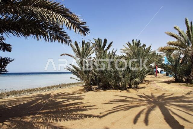 The beach of Red sea, Saudi arabia
