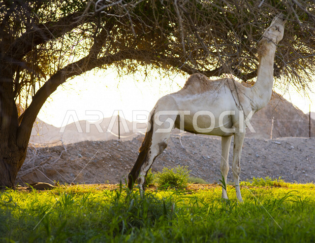 مجموعة من الجمال في محمية طبيعية  ، مزارع لتربية الإبل في المملكة العربية السعودية  ، تربية الحيوانات و المواشي, الطبيعة في السعودية