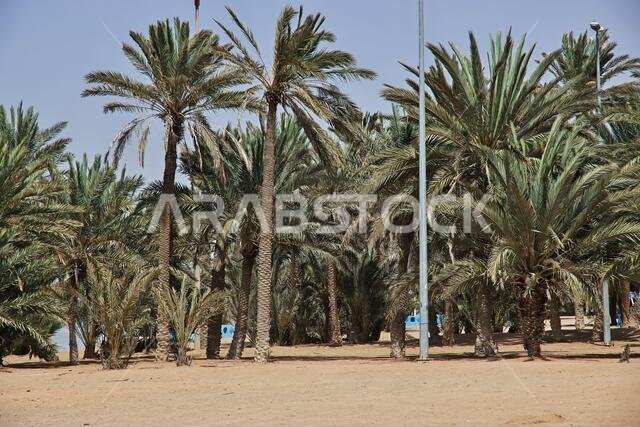 The beach of Red sea, Saudi arabia