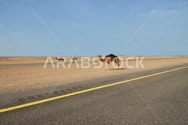 الجمل في الصحراء، المملكة العربية السعودية