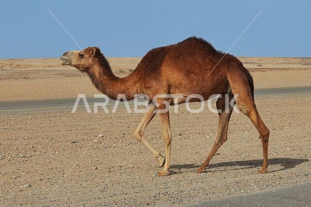 الجمل في الصحراء، المملكة العربية السعودية