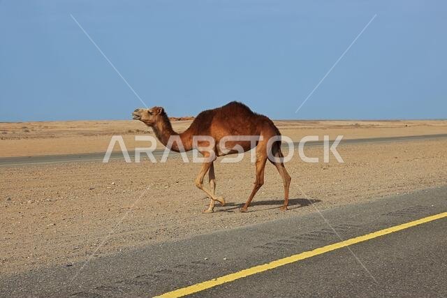 الجمل في الصحراء، المملكة العربية السعودية