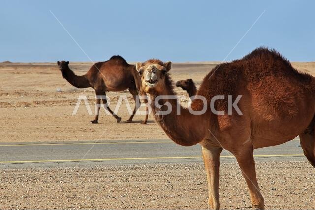 الجمل في الصحراء، المملكة العربية السعودية
