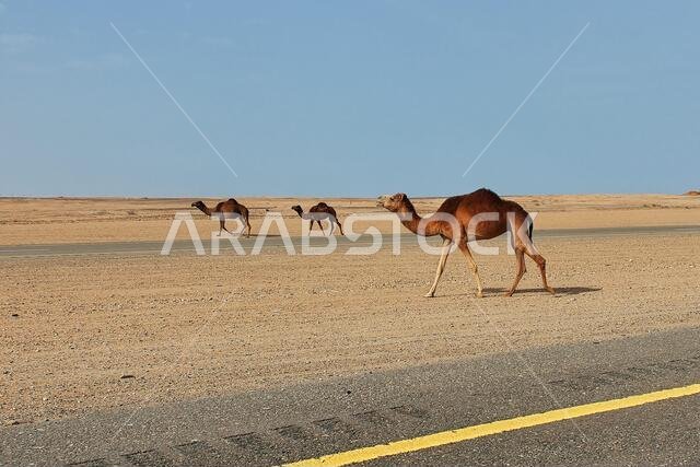 الجمل في الصحراء، المملكة العربية السعودية