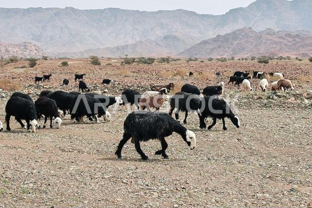 Sheep in mountains of Saudi Arabia