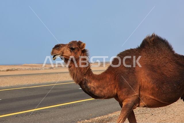 الجمل في الصحراء، المملكة العربية السعودية
