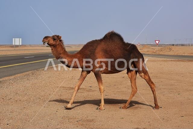 الجمل في الصحراء، المملكة العربية السعودية