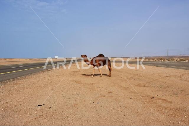 الجمل في الصحراء، المملكة العربية السعودية