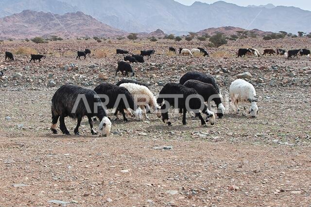 Sheep in mountains of Saudi Arabia