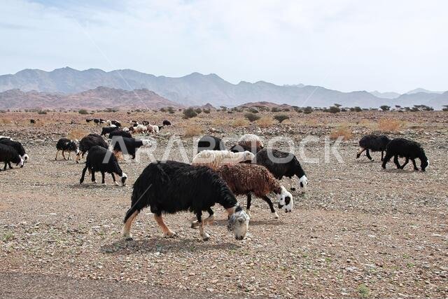 الأغنام في جبال المملكة العربية السعودية