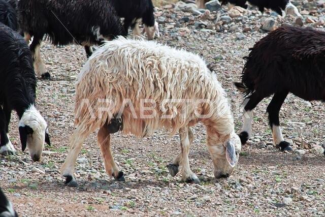 Sheep in mountains of Saudi Arabia