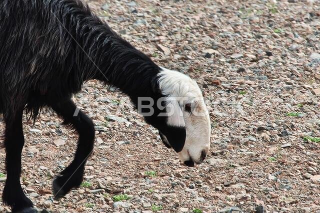 Sheep in mountains of Saudi Arabia