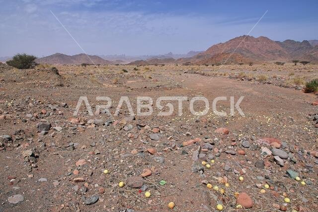 وادي الشاق العظيم، المملكة العربية السعودية