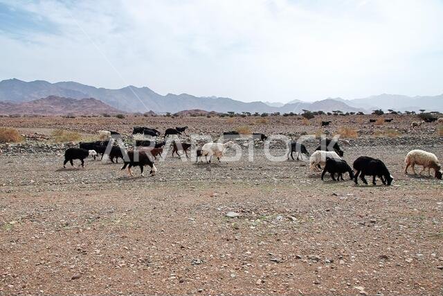 الأغنام في جبال المملكة العربية السعودية