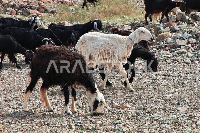 الأغنام في جبال المملكة العربية السعودية