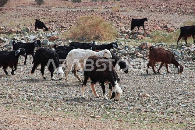 Sheep in mountains of Saudi Arabia