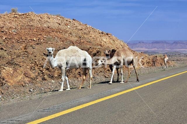 الجمل على الطريق في جبال المملكة العربية السعودية