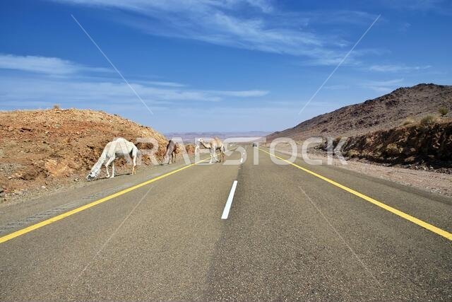 الجمل على الطريق في جبال المملكة العربية السعودية