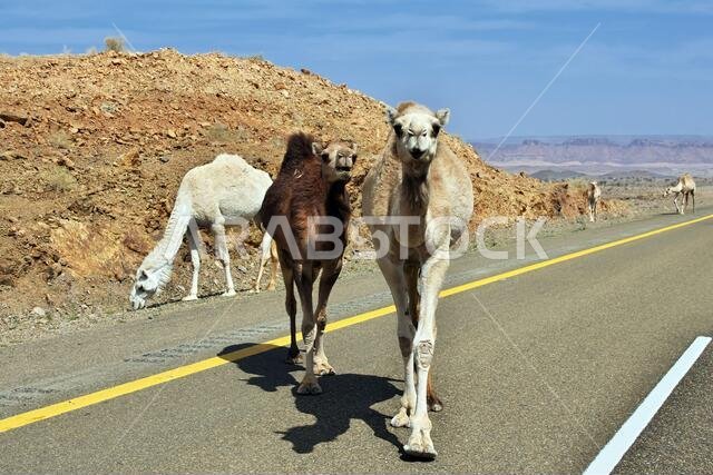 الجمل على الطريق في جبال المملكة العربية السعودية