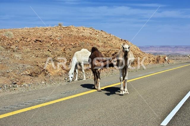 الجمل على الطريق في جبال المملكة العربية السعودية