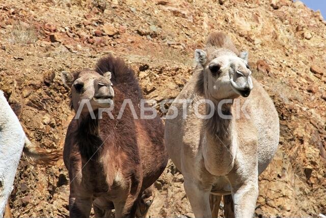 The camel on the road in mountains of Saudi Arabia