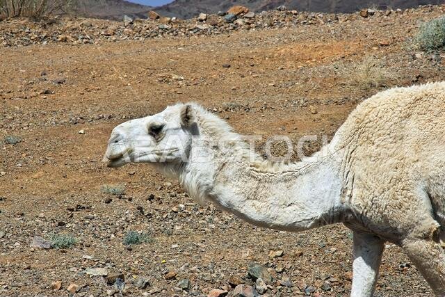 الجمل على الطريق في جبال المملكة العربية السعودية