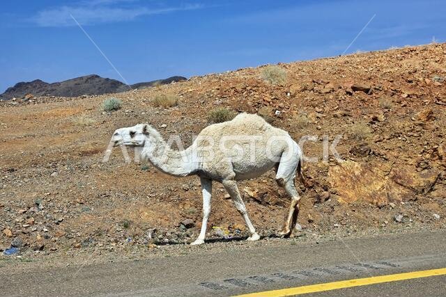 The camel on the road in mountains of Saudi Arabia
