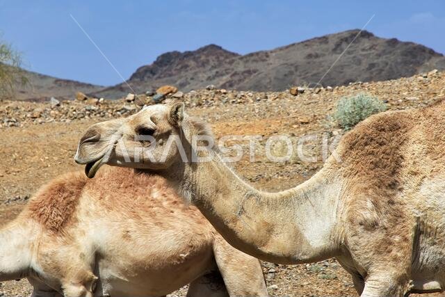 الجمل على الطريق في جبال المملكة العربية السعودية