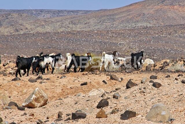 Sheep in mountains of Saudi Arabia