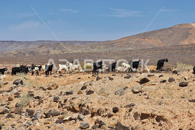 Sheep in mountains of Saudi Arabia