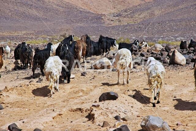 Sheep in mountains of Saudi Arabia
