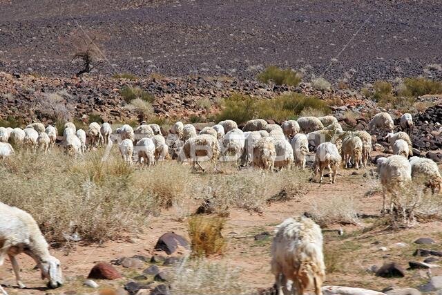 الأغنام في جبال المملكة العربية السعودية
