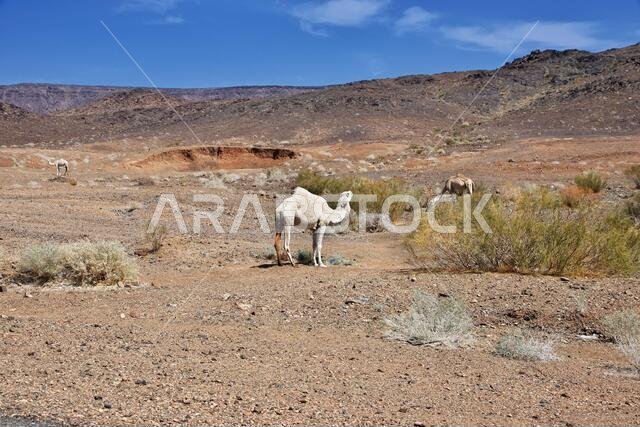 الجمل على الطريق في جبال المملكة العربية السعودية
